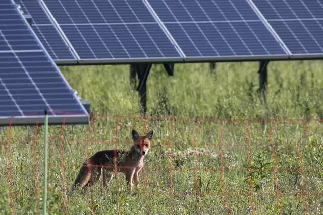 Foto: Wien Energie/Wiener Wildnis/Popp-Hackner