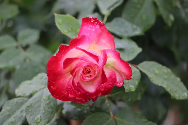 Die Lieblingsblumen von Elisabeth Micko sind Rosen. Gleich 30.000 unterschiedliche Rosensorten wachsen in ihrem Pflanzenparadies in Lieboch heran.  | Foto: Edith Ertl