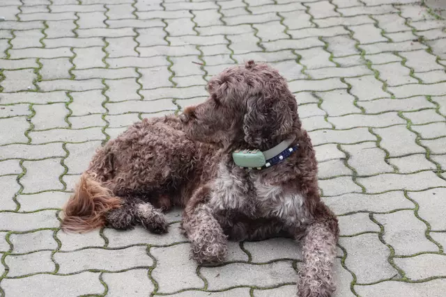 Bonos Revier ist das Gartenparadies. Der Portugiesische Wasserhund war der Liebling der Kinder | Foto: Edith Ertl