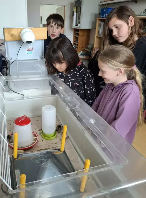 Nach Abschluss des Projekts ziehen die Wachtelküken nach Enns, wo bereits ein artgerechter Stall auf sie wartet. | Foto: Sport/Mittelschule St. Valentin