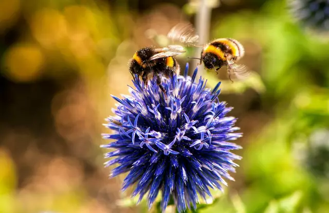 Wildbienenpopulationen sind unzähligen Stressfaktoren ausgesetzt, allen voran dem Lebensraumverlust. | Foto: Pexels Michael Hodgins