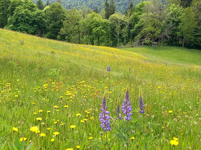 Hochalm  | Foto: H.Bachinger 