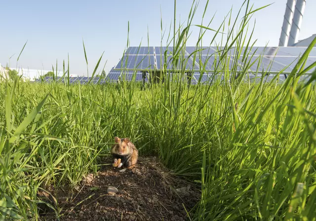 Mit Freiflächen-Photovoltaikanlagen kann nicht nur erneuerbare Energie produziert, sondern auch Artenvielfalt vorangetrieben werden. | Foto: Wien Energie/Wiener Wildnis/Popp-Hackner