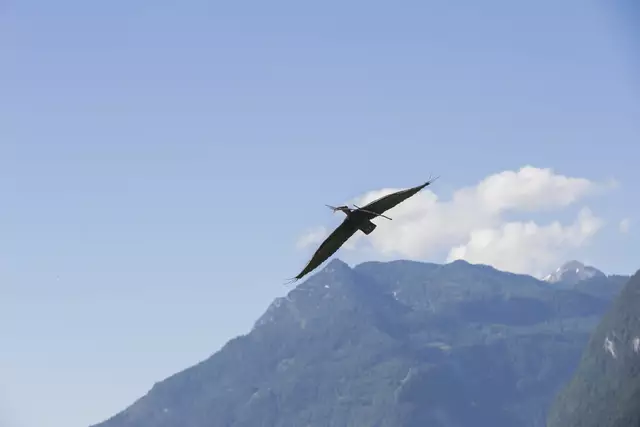 Dank eines Aufzuchtsprogramms fliegen sie wieder: ein Ibisvogel  der Gattung Waldrapp. | Foto: Land Salzburg/Neumayr/Leo