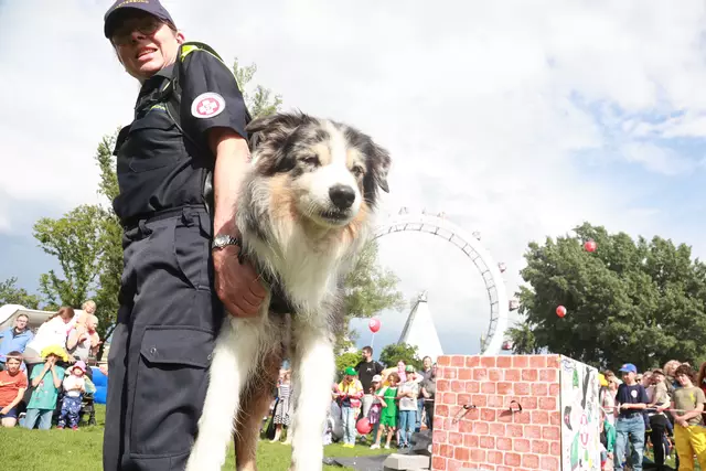 Spannende Vorführungen der Rettungs- und Therapiebegleithunde zeigen, was die tierischen Begleiter im Einsatz alles leisten können.  | Foto: Samariterbund Wien/APA-Fotoservice/Peter Hautzinger