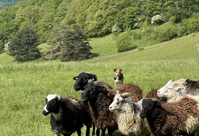 Hütehund Lu von Schäferin Christa Veits  war der Star der Naturpark-Tage auf der Gießhübler Heide. 
 | Foto: LPV/E. Weisz-Emesz