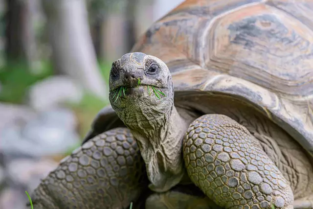Abschied am Freitag: Das Haus des Meeres wird sich "in naher Zukunft" von seinen vier Aldabra-Riesenschildkröten trennen. | Foto: Haus des Meeres