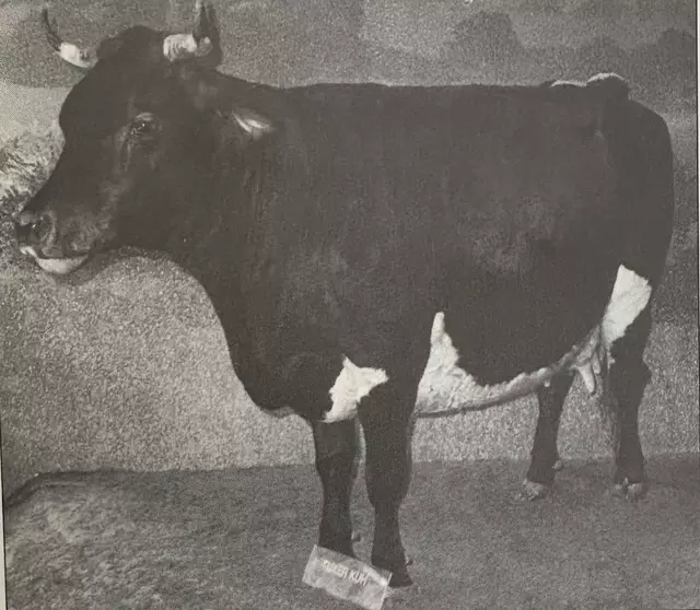 Die letzter Tuxerkuh steht im Haus der Natur in Salzburg.  | Foto: privat