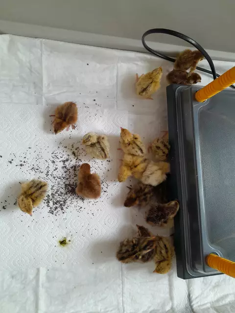 Nach Abschluss des Projekts ziehen die Wachtelküken nach Enns, wo ihnen ein behütetes Zuhause geboten wird. | Foto: Sport/Mittelschule St. Valentin