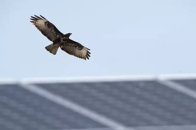 Foto: Wien Energie/Wiener Wildnis/Popp-Hackner