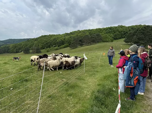 Schäferin Christa Veits und Hütehund Lu tragen mit Arbeit viel zum Naturschutz auf der Gießhübler Heide bei. 
 | Foto: LPV/E. Weisz-Emesz