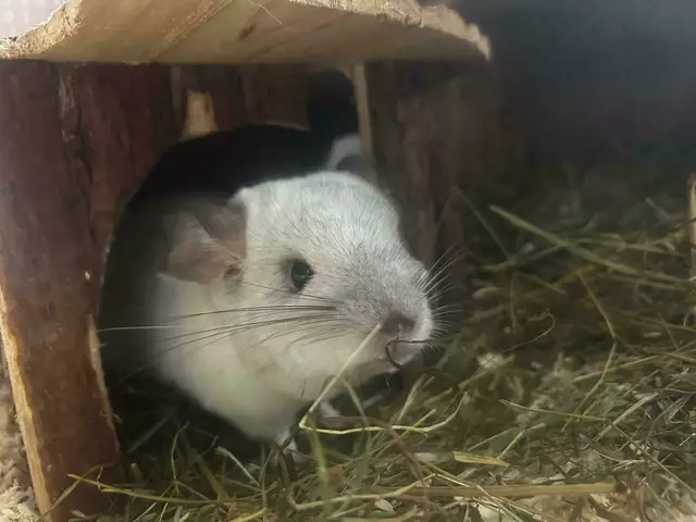 Mehrere Chinchillas warten auf ein neues Zuhause.   | Foto: Tierschutzverein Tirol