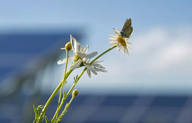 Foto: Wien Energie/Wiener Wildnis/Popp-Hackner