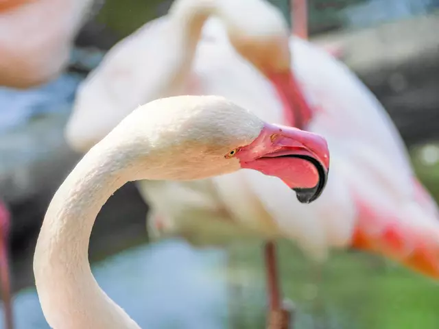 Foto: Foto: Angie Köppl