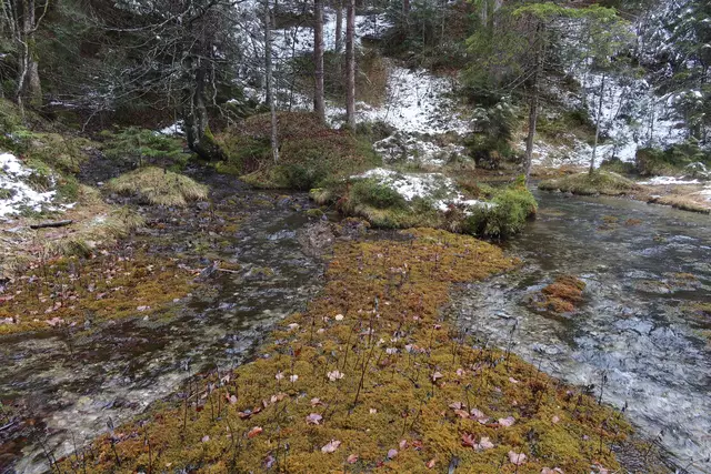 An dieser Stelle befindet sich der Nikolaus-Bader-Schacht. Dort wurde Anfang der 1930er Jahre nach Gold gesucht. | Foto: privat