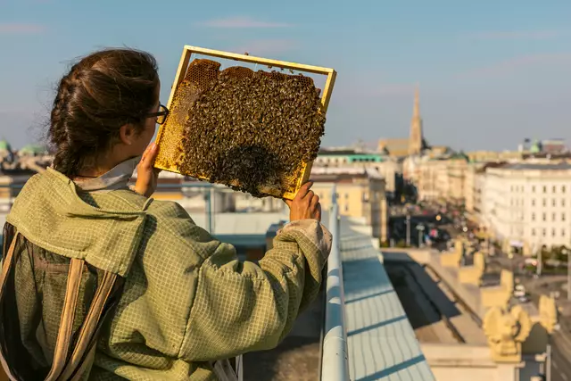Über den Dächern Wiens leben die fleißigen Bienen der Bezirksimkerei. | Foto: tinefoto