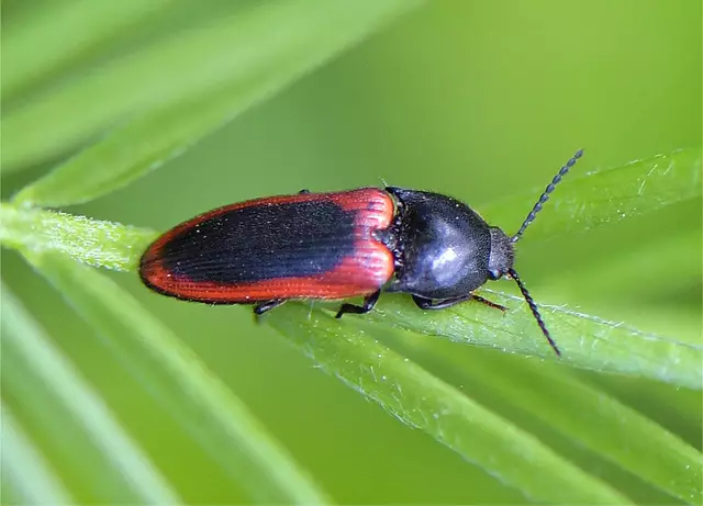 Ampedus sanguinolentus - Blutroter Schnellkäfer