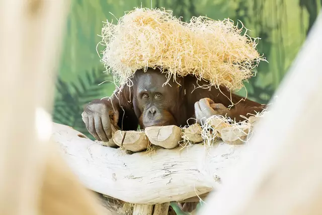 Anfang Mai zog im Tiergarten Schönbrunn ein junges Orang-Utan-Männchen ein.  | Foto: Tiergarten Schönbrunn/Daniel Zupanc  
