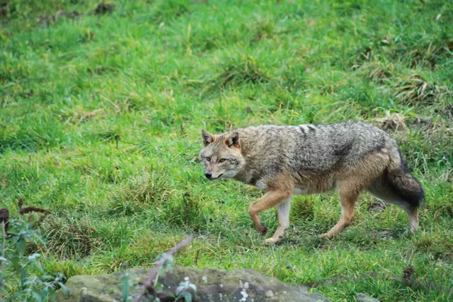 Ein Vorfall im Lungau hat Anfang Mai die Aufmerksamkeit der Behörden geweckt. Nun liegen die Ergebnisse vor und bestätigen einen früher geäußerten Verdacht. Im Bild: Goldschakal (Archiv). | Foto: Goldschakal Projekt