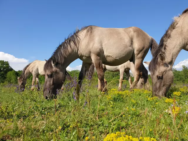 Ein sogenanntes Konik-Pferd wäre wegen unsachgemäßer Fütterung fast gestorben und befindet sich derzeit in tierärztlicher Beobachtung. | Foto: WWF/Christoph Roland
