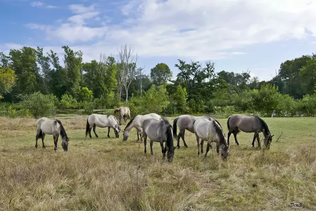 Die Konik-Pferde grasen und fressen dabei bestimmte Gewächse, sodass die Flora und Fauna geschützt bleibt. | Foto: WWF/Gerhard Egger