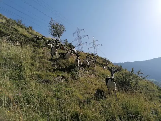 Die Beweidung der Fließer Sonnenhänge sind ein Erfolg für den Naturpark. | Foto: Naturpark Kaunergrat