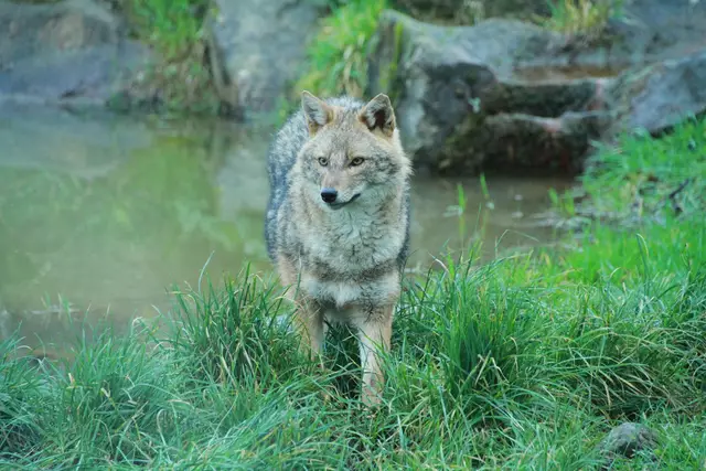 Schaf in Lessach gerissen: Goldschakal war Verursacher | Foto: Jennifer Hatlauf, Maj_GPS collar = Hubert Potocnik