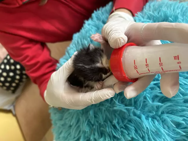 Derzeit werden drei kleine Katzenbabys bei ihrem Start in ein hoffentlich langes Leben begleitet. Auch ein Name für die drei Neugeborenen wird gesucht. | Foto: Tierschutz Austria