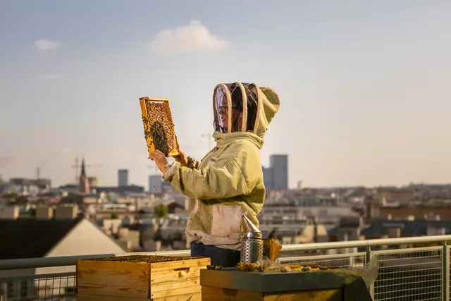 Auf den Dächern Wiens leben unzählige Bienen. Sie sind hauptverantwortlich für die einzigartigen Lagenhonige der Wiener Bezirksimkerei. | Foto: tinefoto
