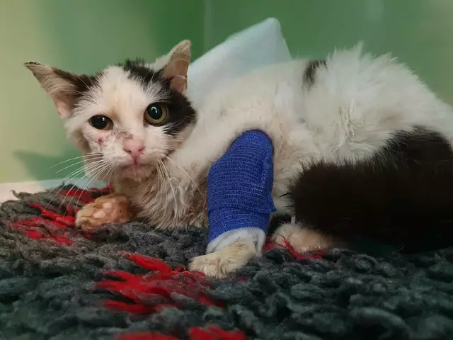 Streunerkatzen leiden häufig unter Parasiten, Unterernährung und Infektionskrankheiten. | Foto: Stiftung Común