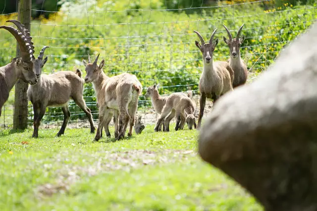 Die kleinen Steinböcke sind sehr lieb. | Foto: Markus Bichler