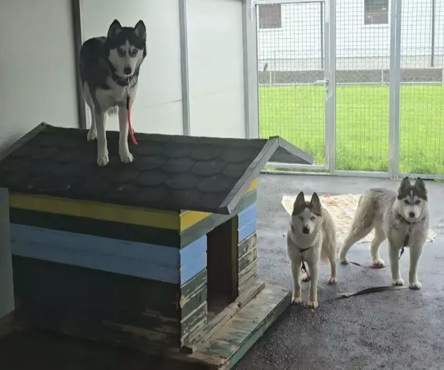 Die Huskys leben sich gerade im Tierheim Murtal ein. | Foto: Tierheim Murtal
