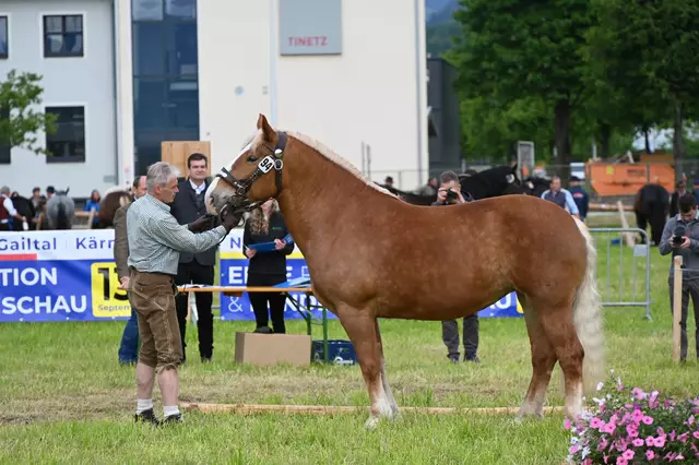 Besonders wichtig bei der Vorstellung der Stuten ist, dass diese genau richtig stehen. Die Hinterbeine leicht versetzt, die Vorderbeine auf einer Höhe und die Ohren möglichst nach vorne. 