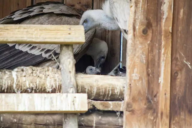 Das kleine Gänsegeierküken | Foto: Markus Bichler
