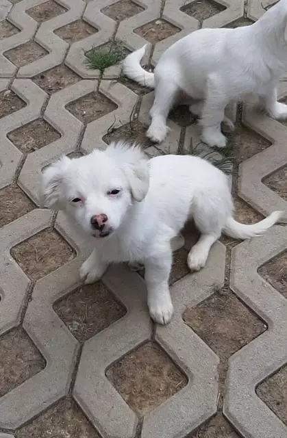 Mischlingswelpe Selma:
Mit geglückter Schnauze, etwas längeres Fell
Beschreibung wie bei Max
Kontakt: 0699/11287394 | Foto: Pfotenhilfe Tulln