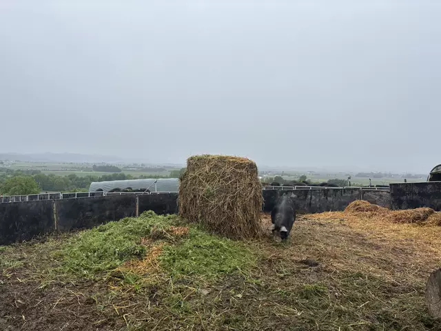Weitläufige Flächen, wetterfester Unterstand: Hier entsteht ein anderer Zugang zur Schweinehaltung. | Foto: Lina Chalusch