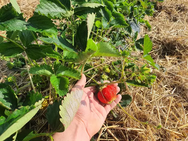 110 Betriebe bauen in OÖ auf rund 280 Hektar Erdbeeren an. | Foto: LK OÖ