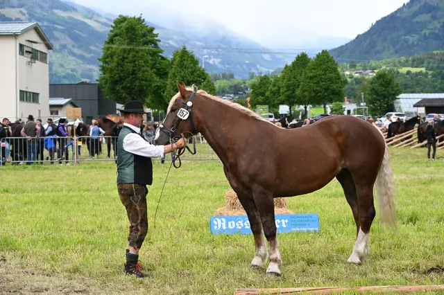 Auch die Stute Pia von Hans-Peter Angerlechner wurde von Bernhard Ettl vorgestellt. 