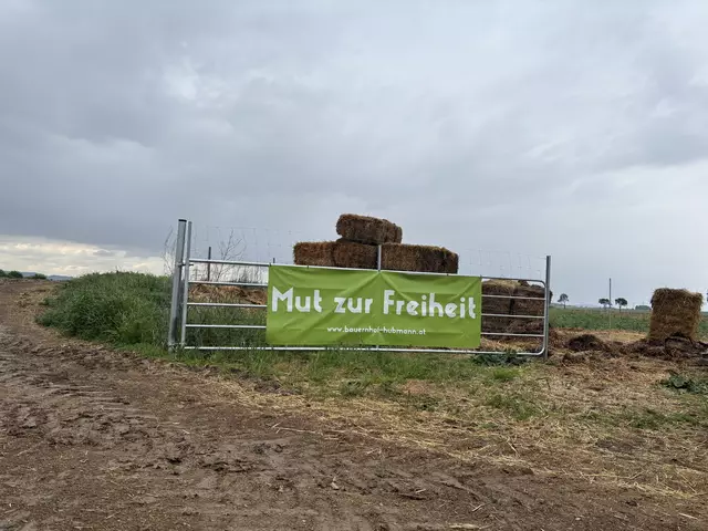 Gerersdorf als Pionierort: Die Haltung der Ackerschweine bringt Diskussionen – und neue Perspektiven. | Foto: Lina Chalusch