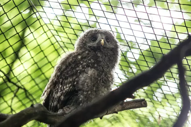 Auch Habichtskäuze sind geschlüpft. | Foto: Markus Bichler