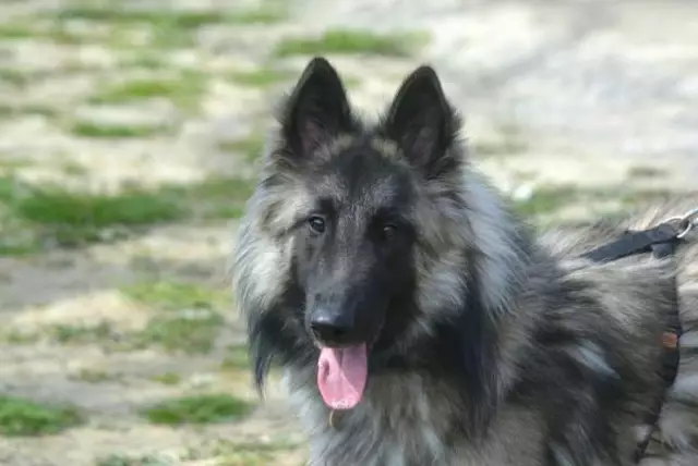 Tassilo und seine Freunde suchen ein neues Daheim | Foto: Tierschutzverein St. Pölten / TSV STP