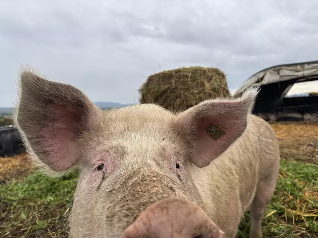 Kein Kanibalismus – aber die Kamera der Redaktion möchte das Schwein trotzdem kosten. | Foto: Lina Chalusch