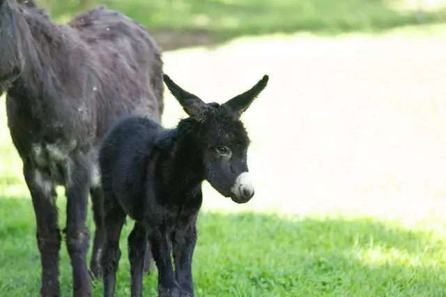 Ein Eselbaby wurde auch geboren. | Foto: Markus Bichler