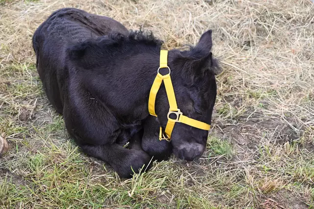 Manche Fohlen waren nach der Vorstellung ziemlich geschafft und verschliefen den Rest der Veranstaltung. 