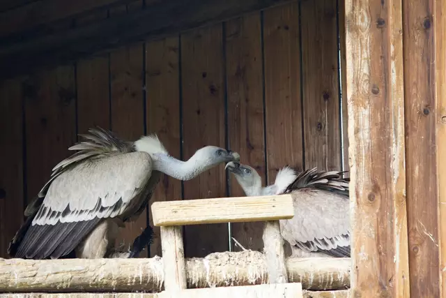 Das Gänsegeierpaar Julius (l.) und Zuri (r.) | Foto: Markus Bichler