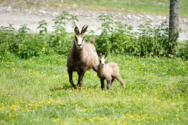 Eine Gams mit ihrem Nachwuchs. | Foto: Markus Bichler