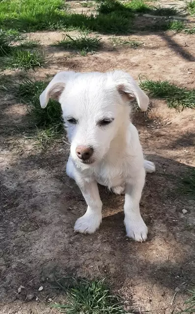 Mischlingswelpe Max
Mit schwarzer Schnauze, kurzhaarig
Max ist ca. 4 Monate und bleibt kleiner.
Er ist altersgemäß verspielt, sehr zutraulich und verschmust, noch nicht stubenrein und sucht ein Zuhause bei verantwortungsvollen Menschen.
Kontakt: 0699/11287394 | Foto: Pfotenhilfe Tulln