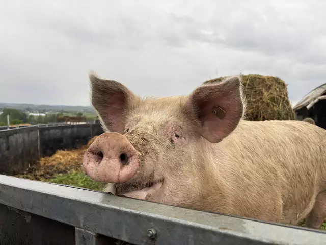 Die Brüder Hubmann sehen ihre Tiere nicht nur als Nutztiere, sondern als Teil eines Kreislaufes. | Foto: Lina Chalusch