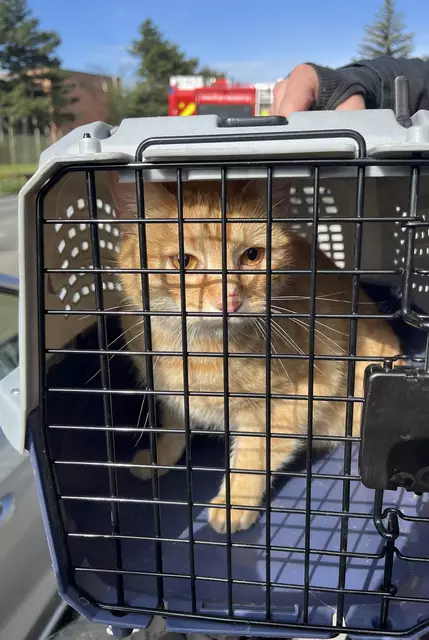 Foto: Lukas Derkits / Feuerwehr Wiener Neudorf