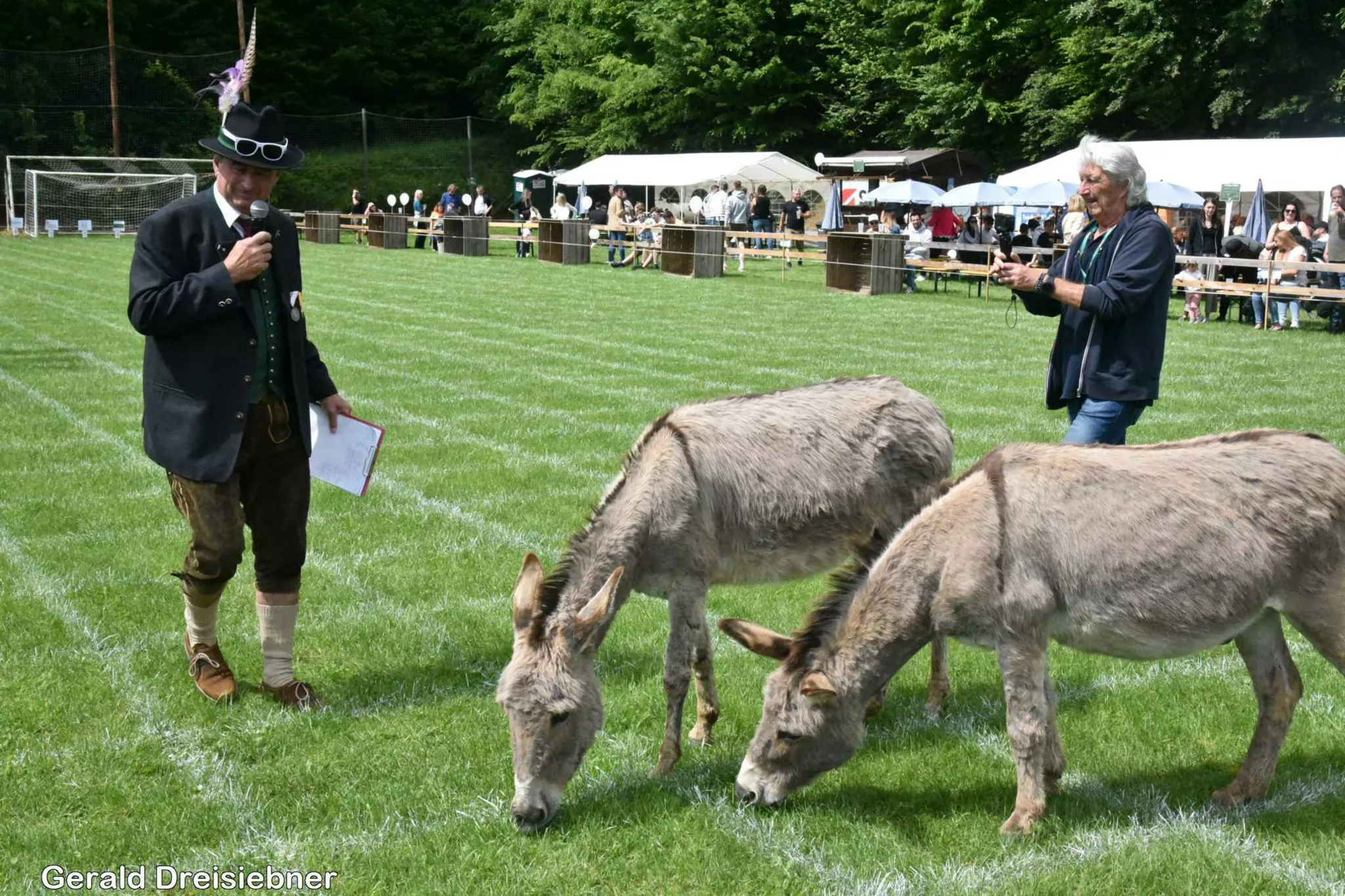 The Timeless Ones: Cow became donkey bingo in the OT Nitscha near ...